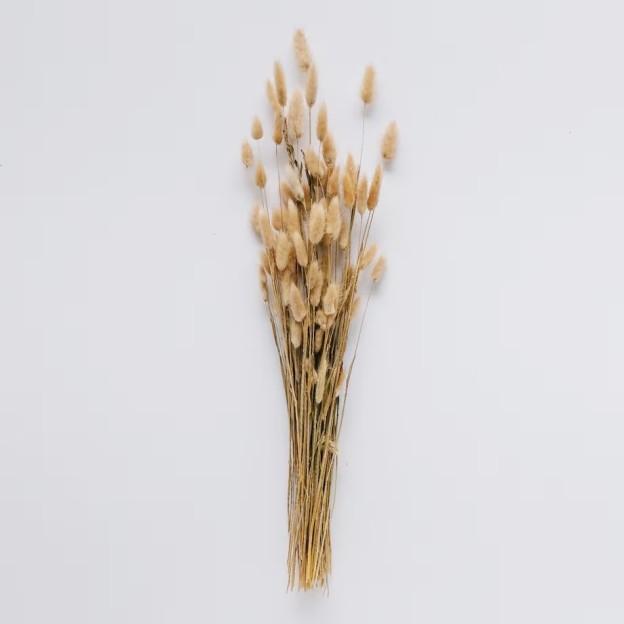Floare decorativa lagurus