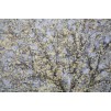 PICTURA BRAD SIMPLU -A- CM 80X3,8X120