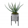 compozitie florala ALOES