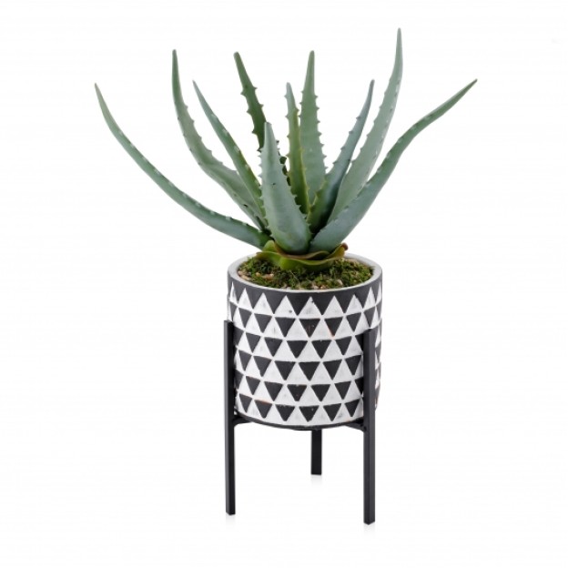 compozitie florala ALOES