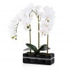 Floare decorativa orhidee Orchianum Diam
