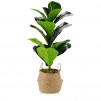 Floare decorativa FICUS