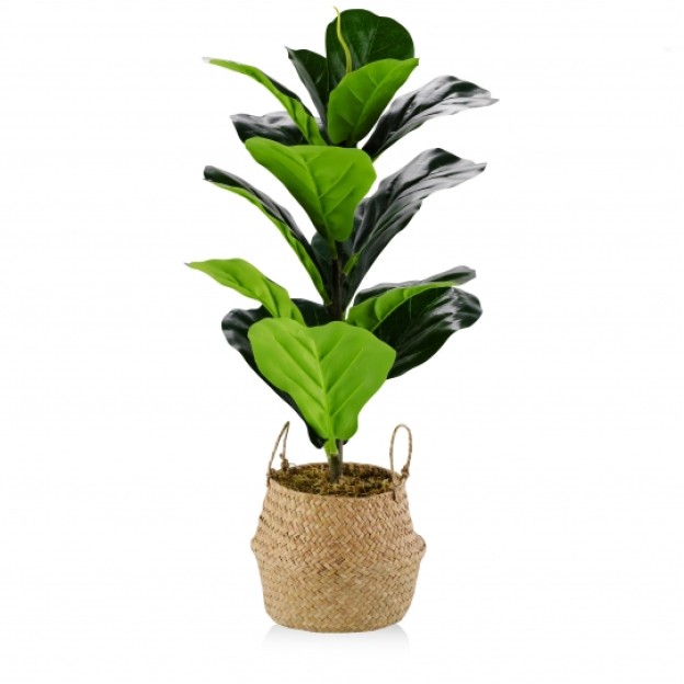 Floare decorativa FICUS