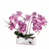 Compozitie florala orhidee ORCHIANUM