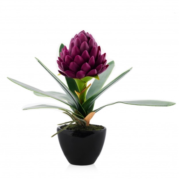 Floare decorativa ghimbir Gingeros