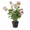 compozitie florala ROSETREE
