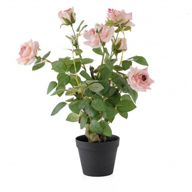 compozitie florala ROSETREE