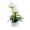 Floare decorativa ghimbir picea