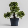 Floare decorativa bonsai