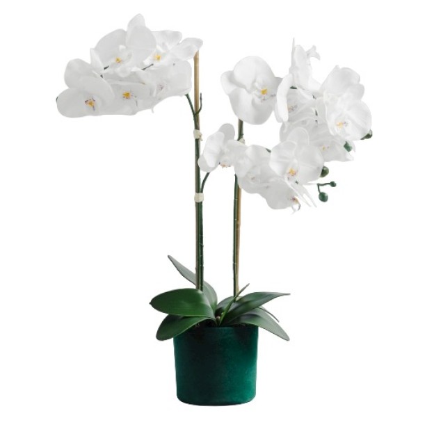 compozitie florala ORCHIVELOSS