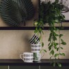 Set căni  PLANTER