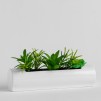 Floare decorativa suculines