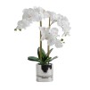 Compozitie florala orchbonita