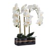 Floare decorativa orchianum diam