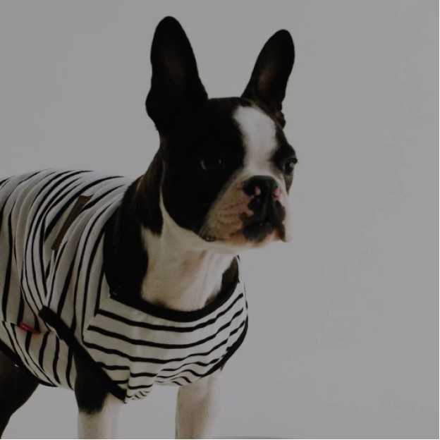 Imbracaminte pentru animale baluti