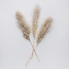 Floare decorativa pampas