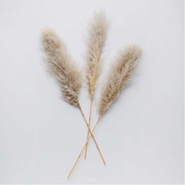 Floare decorativa pampas