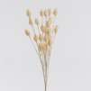 Floare decorativa phalaris
