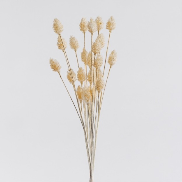 Floare decorativa phalaris