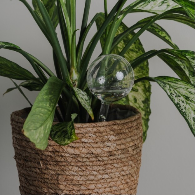 Dispozitiv pentru udat plantele ball