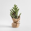 Compozitie florala tinytree